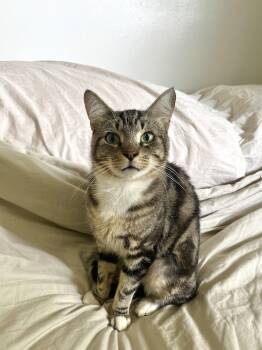 Baby -  Domestic Short Hair Cat for Adoption in Burnaby, British Columbia - Baby | PetCurious
