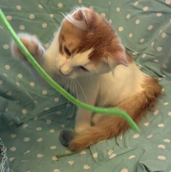 Roman -  Domestic Medium Hair and Tabby Cat for Adoption in Walnut Creek, California - Roman | PetCurious