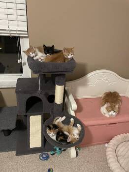 Tabby Cats Available for Adoption - Curly | PetCurious