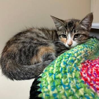 Melody -  American Shorthair Cat for Adoption in Bethel, Connecticut - Melody | PetCurious