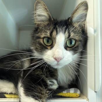 Garfunkel -  Domestic Medium Hair Cat for Adoption in Naperville, Illinois - Garfunkel | PetCurious