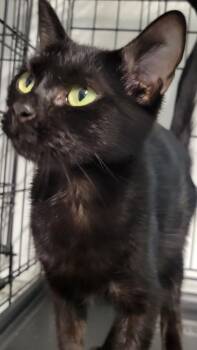 Fritzy -  Domestic Short Hair Cat for Adoption in Metter, Georgia - Fritzy | PetCurious