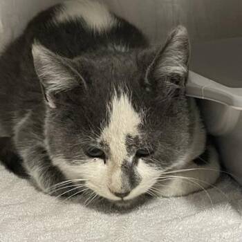 Rescue Domestic Short Hair Cats for Adoption in Flagstaff, Arizona - Peregrine | PetCurious