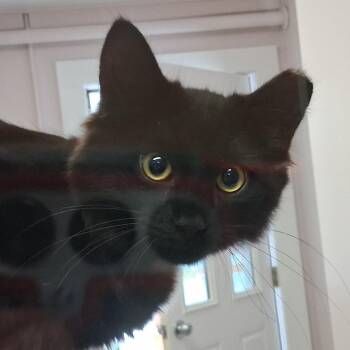 Capshaw -  Domestic Medium Hair Cat for Adoption in Middlebury, Vermont - Capshaw | PetCurious