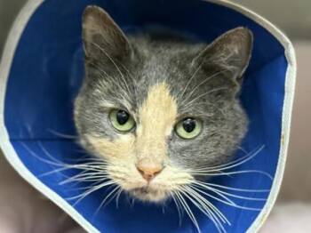 Domestic Short Hair Cats Available for Adoption in Portland, Oregon - Lizzie Mcguire | PetCurious