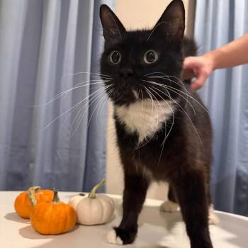 Queenie -  Domestic Short Hair Cat for Adoption in Philadelphia, Pennsylvania - Queenie | PetCurious