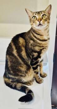Milo -  American Shorthair Cat for Adoption in Bertram, Texas - Milo | PetCurious