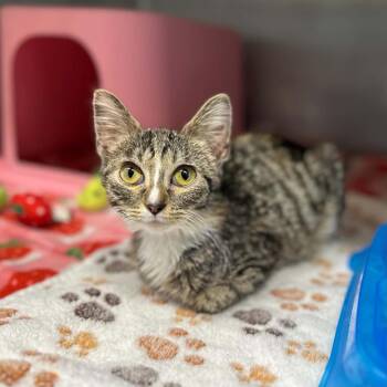 Scruggles -  Domestic Short Hair Cat for Adoption in Madison, Wisconsin - Scruggles | PetCurious