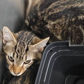 Domestic Short Hair Cats Available for Adoption in Medford, Oregon - Dorothy | PetCurious