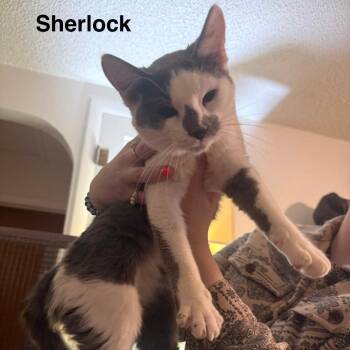 Domestic Short Hair Cats Available for Adoption in Lakewood, Colorado - Sherlock | PetCurious