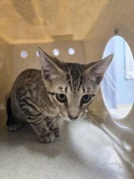 Micah -  Domestic Short Hair Cat for Adoption in Daytona Beach, Florida - Micah | PetCurious
