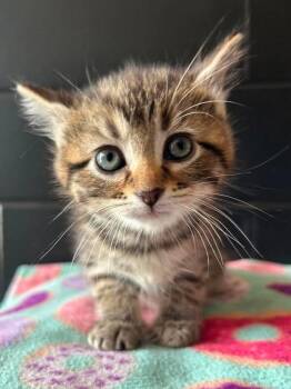 Coral -  Domestic Short Hair Cat Available for Adoption in Effingham, Illinois - Coral | PetCurious