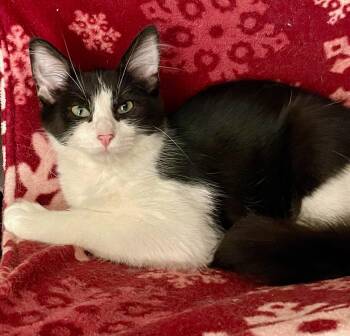 Rescue Tuxedo Cats for Adoption in Lacon, Illinois - Bubba | PetCurious