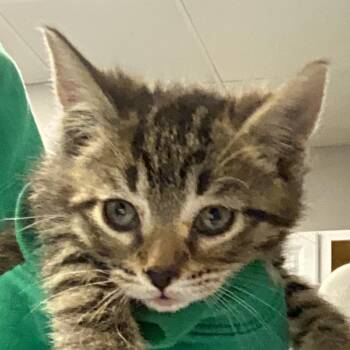 Domestic Short Hair Cats Available for Adoption in Greenville, South Carolina - Tiny | PetCurious