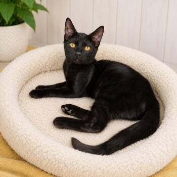 Stain -  Domestic Short Hair Cat for Adoption in San Diego, California - Stain | PetCurious