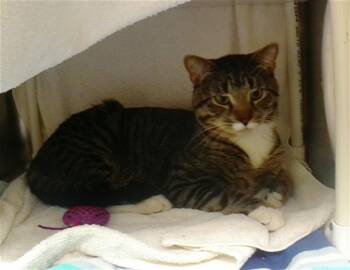 Domestic Short Hair Cats Available for Adoption - CAPTAIN ISSAC HIGGENTOOT | PetCurious