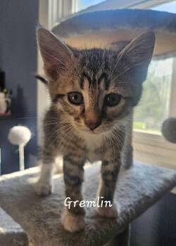 Domestic Short Hair Cats Available for Adoption in Elyria, Ohio - Gremlin  | PetCurious