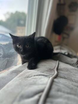 Lily -  Domestic Short Hair Cat for Adoption in Campbellsville, Kentucky - Lily | PetCurious