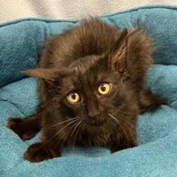 Splenda -  Domestic Long Hair Cat for Adoption in Green Valley, Arizona - Splenda | PetCurious