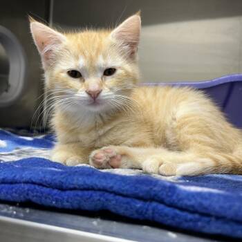 Alexa -  Domestic Medium Hair Cat Available for Adoption in Detroit Lakes, Minnesota - Alexa | PetCurious