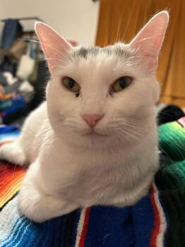 Domestic Short Hair Cats Available for Adoption in San Jose, California - Guerita | PetCurious