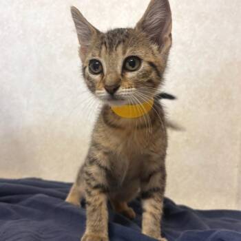 Koi -  Domestic Short Hair Cat for Adoption in Belleville, Illinois - Koi | PetCurious