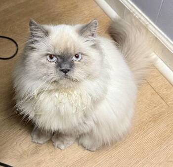 Himalayan Cats Available for Adoption in Powder Springs, Georgia - KALEB | PetCurious
