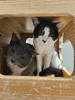 Domestic Short Hair Cats Available for Adoption in Fort Collins, Colorado - Egg Noodle | PetCurious