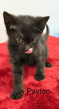 Rescue Domestic Short Hair Cats for Adoption in Saint Francisville, Louisiana - Payton | PetCurious