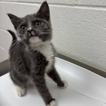 Nola -  Domestic Short Hair Cat for Adoption in Grand Rapids, Michigan - Nola | PetCurious