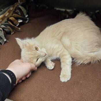 Nutty Buddy -  Domestic Medium Hair and Domestic Short Hair Cat for Adoption in Westland, Michigan - Nutty Buddy | PetCurious