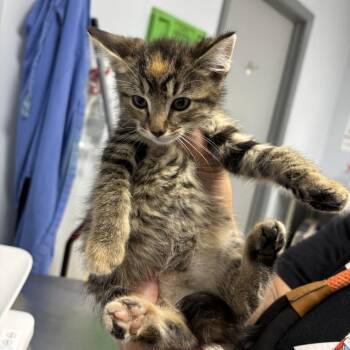 Rutabaga -  Domestic Short Hair Cat for Adoption in Indianapolis, Indiana - Rutabaga | PetCurious