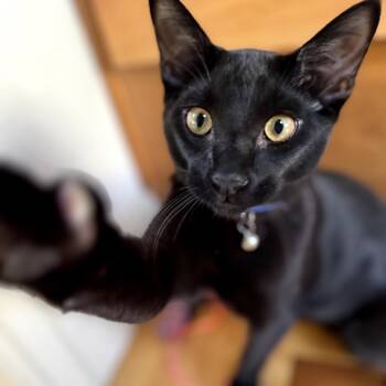 Rescue Domestic Short Hair Cats for Adoption in Morgan Hill, California - Cobalt (Coby) | PetCurious