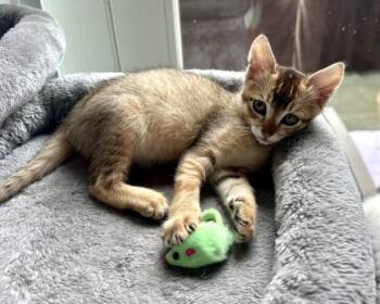 SERENA* -  Abyssinian and Domestic Short Hair Cat for Adoption in Santa Cruz, California - SERENA* | PetCurious
