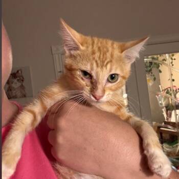 Orange Blossom -  Domestic Short Hair Cat for Adoption in Layton, Utah - Orange Blossom | PetCurious