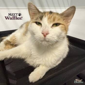 WAFFLES -  Calico Cat for Adoption in Madison, Wisconsin - WAFFLES | PetCurious