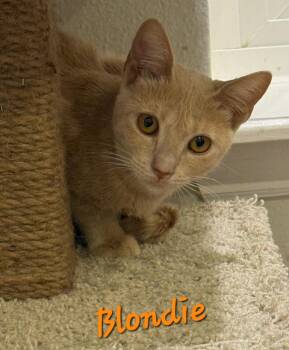 Blindie -  Domestic Short Hair Cat for Adoption in Longwood, Florida - Blindie | PetCurious