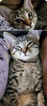 Rescue Domestic Short Hair Cats for Adoption in Riverside, California - LeeLoo | PetCurious