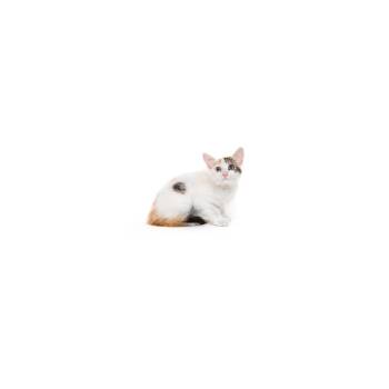 Toodle -  Domestic Short Hair Cat for Adoption in Los Angeles, California - Toodle | PetCurious