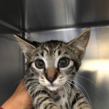 Wilma Flintstone -  Domestic Medium Hair Cat for Adoption in Ojai, California - Wilma Flintstone | PetCurious