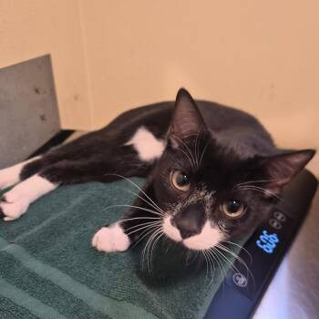 Tui Astro -  Domestic Short Hair Cat for Adoption in Pasadena, California - Tui Astro | PetCurious