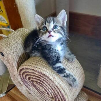 Domestic Short Hair Cats Available for Adoption in Woodstock, Virginia - Clem Miller | PetCurious