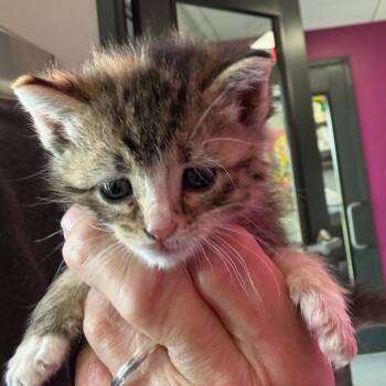 Mary-Kate -  Domestic Short Hair Cat for Adoption in Ponca City, Oklahoma - Mary-Kate | PetCurious