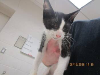 (639) -  Domestic Short Hair Cat for Adoption in Marietta, Georgia - (639) | PetCurious
