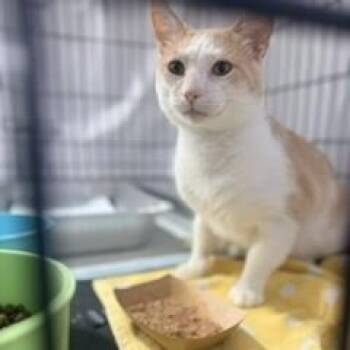 Arnie -  Domestic Short Hair Cat for Adoption in Closter, New Jersey - Arnie | PetCurious