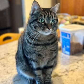 Tabby and Domestic Short Hair Cats Available for Adoption - Tony The Tiger  | PetCurious