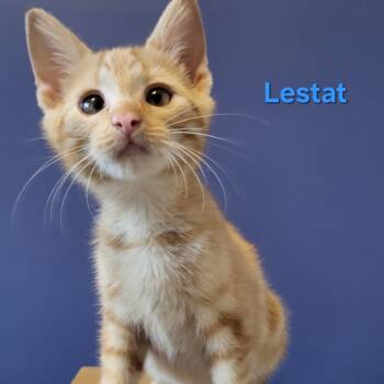 Rescue Domestic Short Hair Cats for Adoption in Chattanooga, Tennessee - Lestat | PetCurious