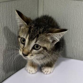 Domestic Short Hair Cats Available for Adoption in Tampa, Florida - Shasta | PetCurious