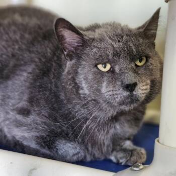 Hemingway -  Domestic Short Hair Cat for Adoption in Lakewood, Colorado - Hemingway | PetCurious