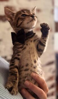 Tabby Cats Available for Adoption in Kannapolis, North Carolina - Rocco | PetCurious